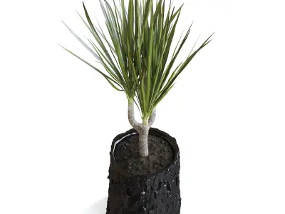Dracena Plant 3D model