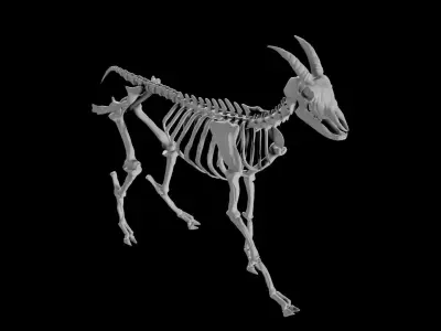 Goat Skeleton Low-poly 3D model
