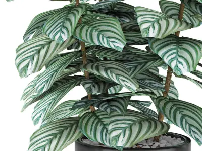 Plant in Pot Flowerpot Exotic Plant 3D model