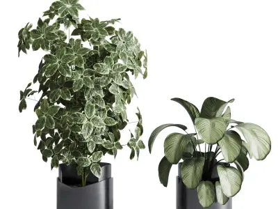 indoor plant set 311 ficus lyrata ficus rubbery in a plastics Low-poly 3D model