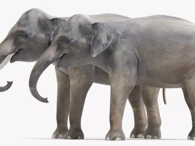 -Asian Elephants- Low-poly 3D model