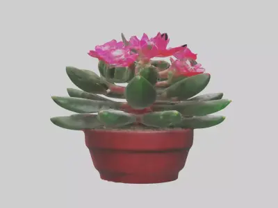 Christmas Cactus Model Low-poly 3D model