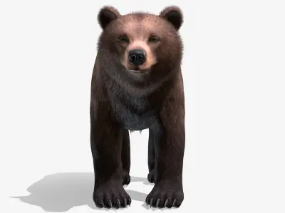 BEAR - FEMALE Low-poly 3D model