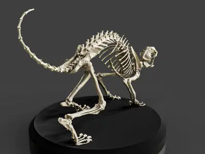 Realistic Cat Skeleton 3D model