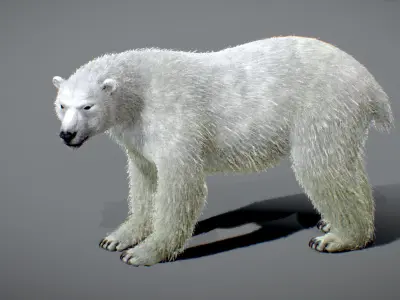 Polar bear Low-poly 3D model 8