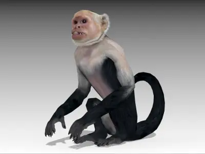 Capuchin Monkey Low-poly 3D model