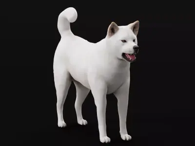 Kishu Inu Japan Dog Breed  3D model