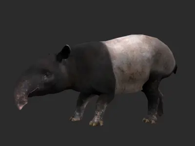 Animated Tapir Low-poly 3D model