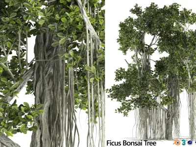 Ficus Bonsai decoration tree 3D model