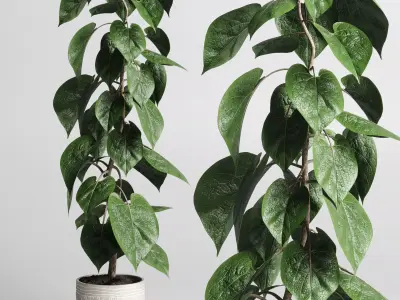 indoor plant of earthenware concrete vases 211 3D model