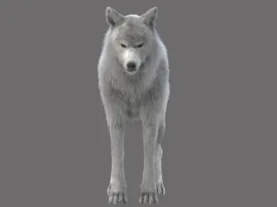 WhiteWolf 3D model