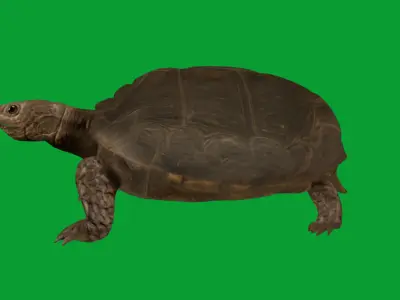 Asian Giant Forest Tortoise Low-poly 3D model
