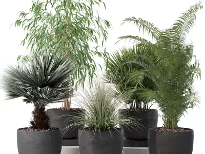 Plants collection 135 3D model