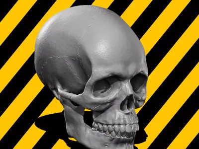 Skull Base Mesh 3D print model