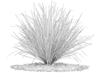 Ornamental Grass 4 3D model