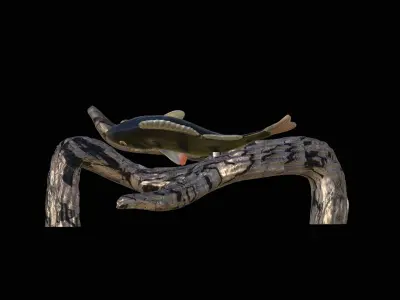 PERCH UNDERWATER STATUE ON THE WALL DETAILED TEXTURE 3D print model