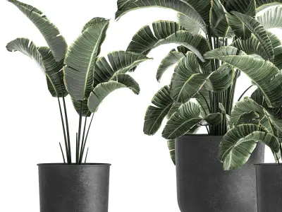 Strelitzia in a pot for the interior 842 3D model