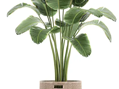 Banana palm in a rattan basket 782 3D model