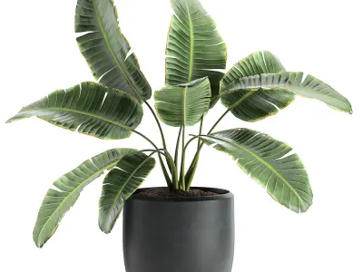 Decorative banana palms in flower pots for the interior 587 3D model