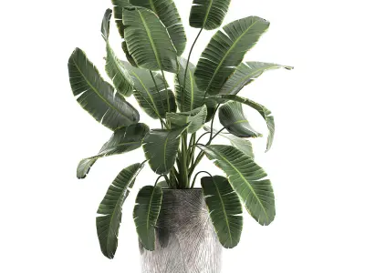 Banana palm in a luxury flowerpot 794 3D model