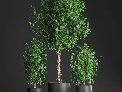 Ficus benjamina trees in a flowerpot for interior design 553 3D model