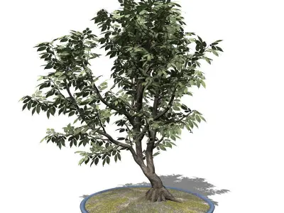 2020 XfrogPlants Bonsai Library  3D model