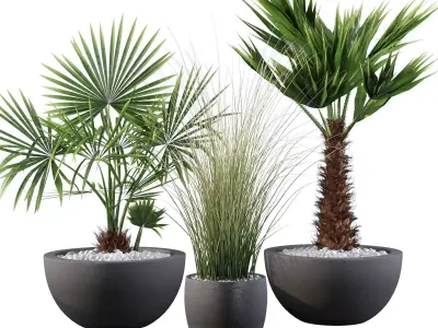 Plants collection 083 3D model