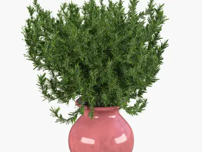 Rosemary - plant in a pot 3D model