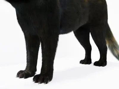Realistic Fur Black Panther3D Model NO RIG Low-poly 3D model