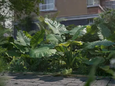 3D Taro Collection plants in garden near building Low-poly 3D model