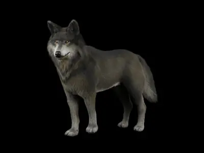 Wolf Basic Rigged 3D Model Low-poly 3D model