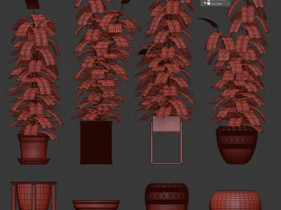 Ficuses in pots 3D model