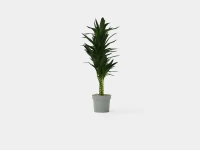 Dracaena Janet Lind Low-poly 3D model purchase