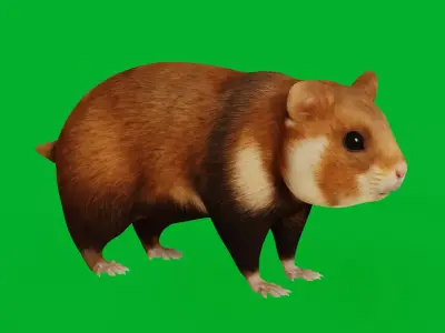 European Hamster Rodent Low-poly 3D model