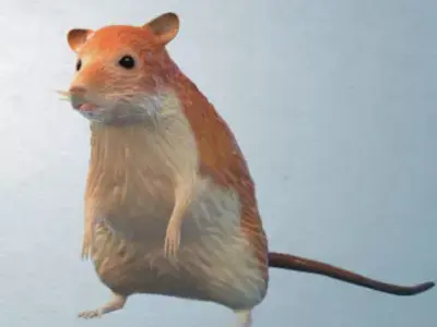 Animal Rat 3D model