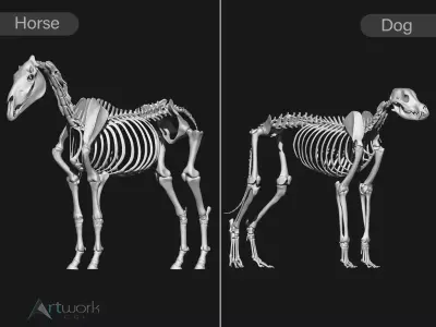 Horse and Dog skeleton 3D model
