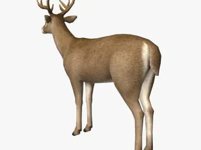 Deer Model with antlers Low-poly 3D model