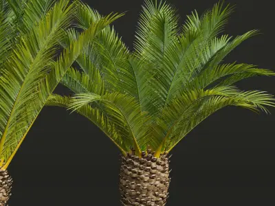 Phoenix Canariensis Decorative Garden Small 3D model