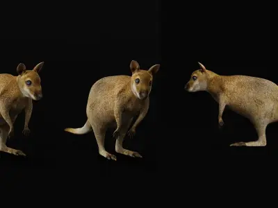 Wallaby Low-poly 3D model