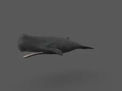 Sperm whale 3D model