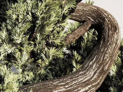 Bonsai plant-02 3D model