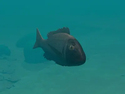 Orange finned emperor Low-poly 3D model