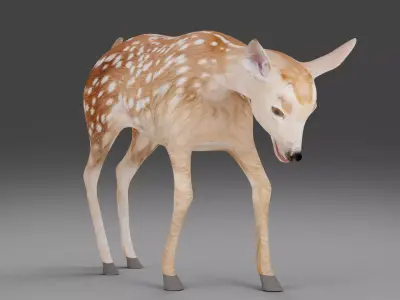 Fawn Deer Rigged V1 Low-poly 3D model