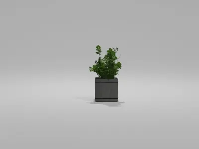 Bushes Pack 2 Blender 3D model