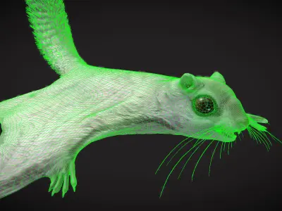 Siberian flying squirrel Low-poly 3D model