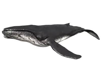 Humpback Whale Low-poly 3D model