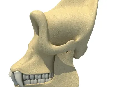 Realistic Gorilla Skull  3D model