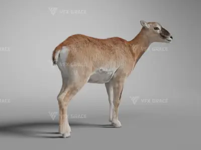 European Mouflon Female Animation - VFX Grace 3D model