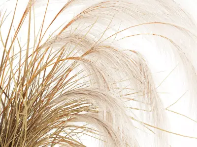 Bouquet dried flowers Cortaderia pampas branches vase decor 3D model