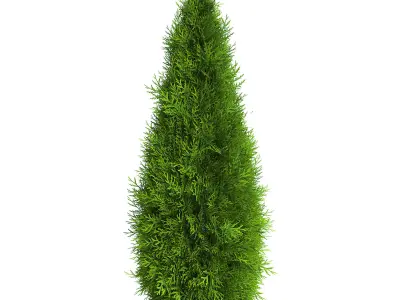 Thuja Shrub V 3D model